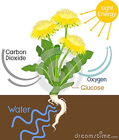 Scheme of plant photosynthesis on example of dandelion Taraxacum officinale plant Vector Illustration